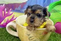AKC Tcup Sawyer 14 ounces, a male Yorkshire Terrier for sale in Cassville, MO – 1 of 8