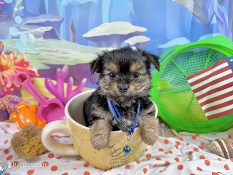 Tiny Tibbins – Morkie puppy for sale in Cassville, MO