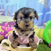 Akc Tcup Sammy 14 ounces, a female Yorkshire Terrier for sale in Cassville, MO – 3 of 10