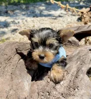 AKC Tcup Skeeter 15 ounces, a male Yorkshire Terrier for sale in Cassville, MO – 7 of 9