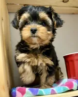 Tiny Tanisha, a female Maltese and Yorkshire Terrier for sale in Cassville, MO – 5 of 7