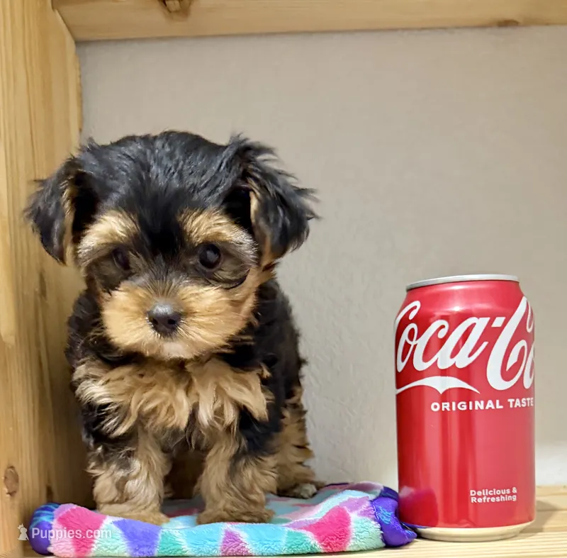 Tiny Tanisha – Maltese, Yorkshire Terrier puppy for sale in Cassville, MO