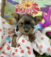 AKC Tiny Tcup Scarlett 9 ounces, a female Yorkshire Terrier for sale in Cassville, MO – 8 of 10