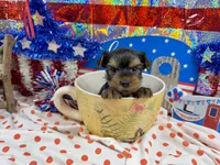 AKC Tcup Smudge 14 ounces, a male Yorkshire Terrier for sale in Cassville, MO – 6 of 7