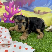 AKC Tcup Sawyer 14 ounces, a male Yorkshire Terrier for sale in Cassville, MO – 8 of 8
