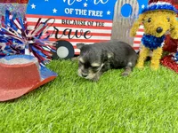 Tcup Tiffany, a female Morkie for sale in Cassville, MO – 5 of 6