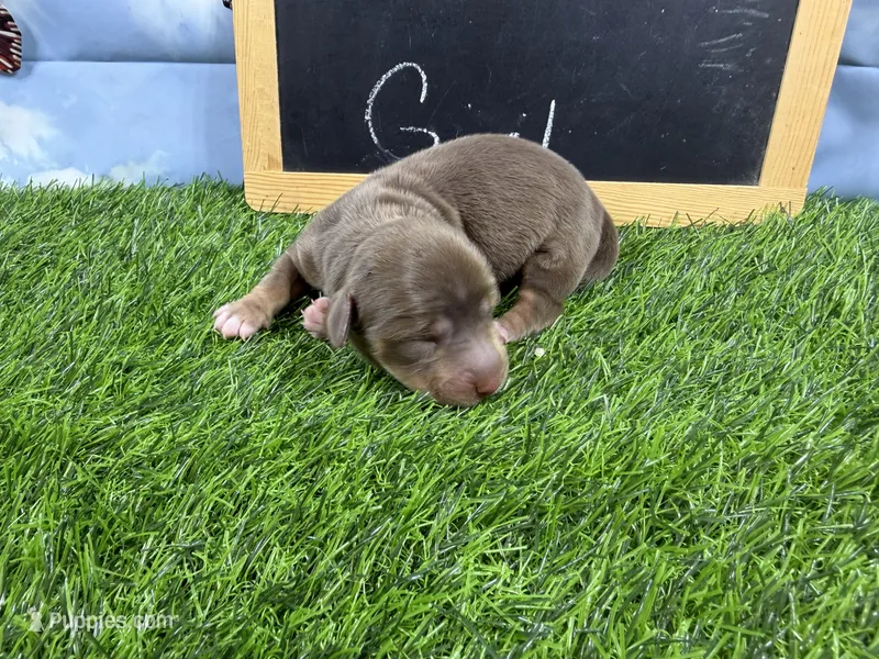 Mini Longcoat Piper  – Dachshund, Miniature Dachshund puppy for sale in Cassville, MO