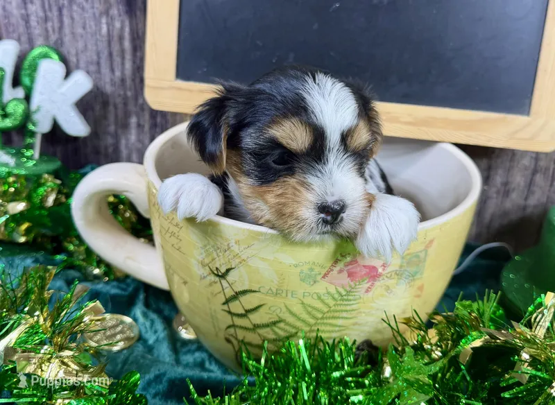Tiny Taffy  – Morkie puppy for sale in Cassville, MO
