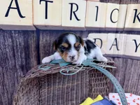Tiny Taffy , a female Morkie for sale in Cassville, MO – Photo 7 of 8