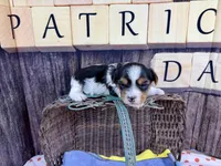 Tiny Taffy , a female Morkie for sale in Cassville, MO – Photo 8 of 8