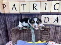 Tiny Taffy , a female Morkie for sale in Cassville, MO – Photo 3 of 8