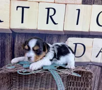 Tiny Taffy , a female Morkie for sale in Cassville, MO – Photo 2 of 8