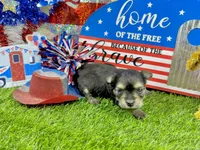 Tcup Tiffany, a female Morkie for sale in Cassville, MO – 3 of 6
