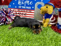 Lil’ Tanisha, a female Morkie for sale in Cassville, MO – 8 of 10