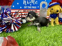 Tcup Tickles, a female Maltese and Yorkshire Terrier for sale in Cassville, MO – 2 of 7