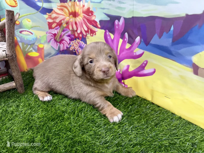 Pickles – Dachshund, Miniature Dachshund puppy for sale in Cassville, MO