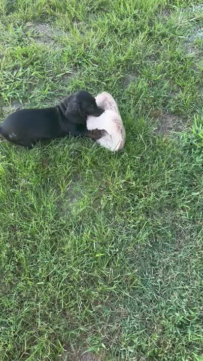 Silly Sassy, a female Miniature Dachshund for sale in Cassville, MO – 4 of 9
