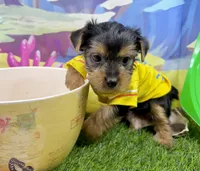 AKC Tcup Sawyer 14 ounces, a male Yorkshire Terrier for sale in Cassville, MO – 2 of 8