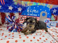 AKC Tcup Smudge 14 ounces, a male Yorkshire Terrier for sale in Cassville, MO – 3 of 7