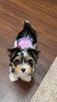 Skeeter, a male Yorkshire Terrier for sale in Cassville, MO – 4 of 10