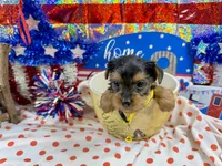 AKC Tcup Sawyer 12 ounces, a male Yorkshire Terrier for sale in Cassville, MO – 5 of 6