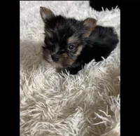 Lucy , a female Yorkshire Terrier for sale in Auburn, IN – 2 of 4
