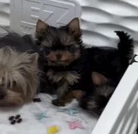Lucy , a female Yorkshire Terrier for sale in Auburn, IN – 4 of 4