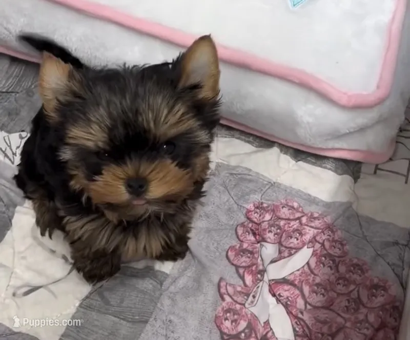 Lucy  – Yorkshire Terrier puppy for sale in Auburn, IN