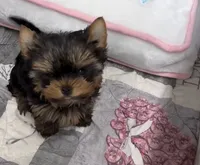 Lucy , a female Yorkshire Terrier for sale in Auburn, IN – 1 of 4