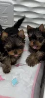 Lucy , a female Yorkshire Terrier for sale in Auburn, IN – 3 of 4