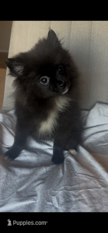 Lulu – Pomeranian puppy for sale in Broken Arrow, OK