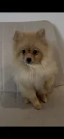 Nala , a female Pomeranian for sale in Tulsa, OK – 3 of 3