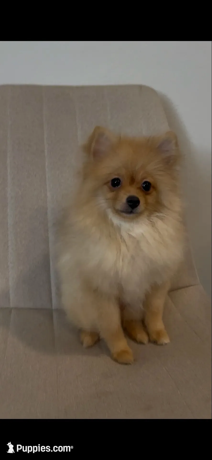 Nala BLOWOUT SALE, a female Pomeranian for sale in Tulsa, OK – 1 of 3
