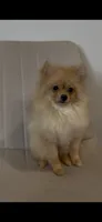 Nala , a female Pomeranian for sale in Tulsa, OK – 2 of 3