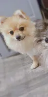 Nala , a female Pomeranian for sale in Tulsa, OK – 2 of 2