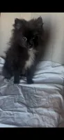 Lulu, a female Pomeranian for sale in Broken Arrow, OK – 2 of 4