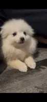 Snowy Female Pom Pup All White, a female Pomeranian for sale in Broken Arrow, OK – 2 of 2