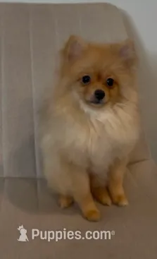 Nala – Pomeranian puppy for sale in Broken Arrow, OK
