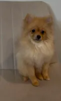 Nala, a female Pomeranian for sale in Broken Arrow, OK – 1 of 3