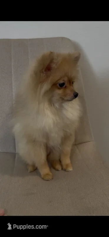 Nala  – Pomeranian puppy for sale in Tulsa, OK