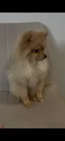 Nala , a female Pomeranian for sale in Tulsa, OK – 1 of 3