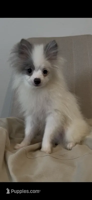 Max – Pomeranian puppy for sale in Tulsa, OK