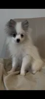 Max, a male Pomeranian for sale in Tulsa, OK – 1 of 4