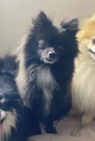 Lulu , a female Pomeranian for sale in Tulsa, OK – 3 of 3