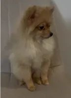 Nala, a female Pomeranian for sale in Broken Arrow, OK – 2 of 3
