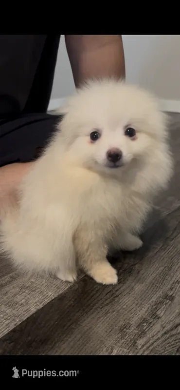 Snowy Female Pom Pup All White – Pomeranian puppy for sale in Broken Arrow, OK