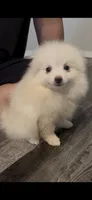 Snowy Female Pom Pup All White, a female Pomeranian for sale in Broken Arrow, OK – 1 of 2