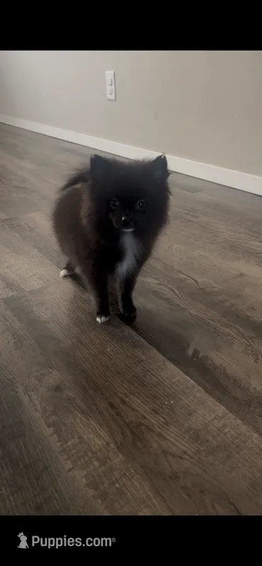 LULU – Pomeranian puppy for sale in Broken Arrow, OK