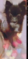 Lulu , a female Pomeranian for sale in Tulsa, OK – 2 of 3