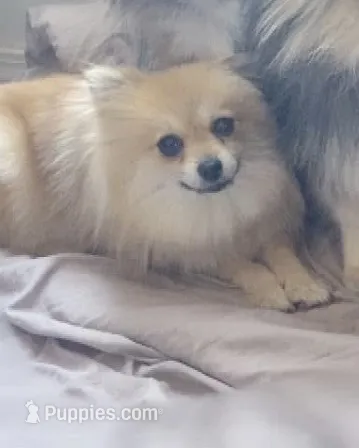Nala  – Pomeranian puppy for sale in Tulsa, OK